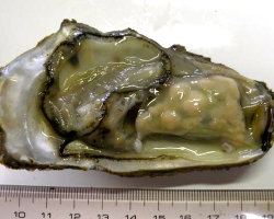 Pacific oyster exhibiting the nodules in the ovary.