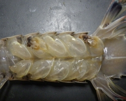 Diseased mantis shirimp